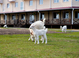 Fototapeta premium Little goatling grazing with a goat on the green grass, rural wildlife photo