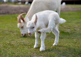 Fototapeta premium Little goatling grazing with a goat on the green grass, rural wildlife photo