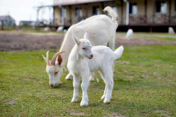 Naklejka na ściany i meble Little goatling grazing with a goat on the green grass, rural wildlife photo