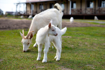 Little goatling grazing with a goat on the green grass, rural wildlife photo