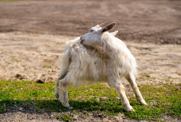 Obraz premium Cute goatling outdoors in grass, rural wildlife photo
