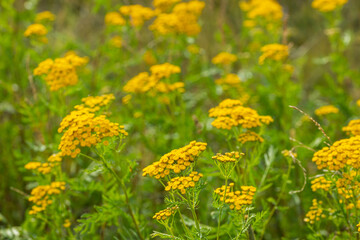 yellow tansys on grass