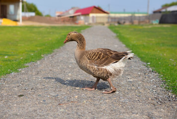 Goose walks importantly along the path