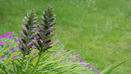 Acanthus spinosus in flower in a garden with a lawn in summer, United Kingdom