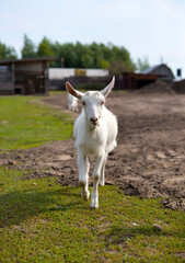 Fototapeta premium Cute goatling outdoors in grass, rural wildlife photo