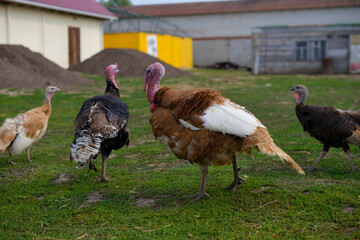 The turkey grazes on the green lawn