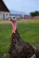 The turkey grazes on the green lawn
