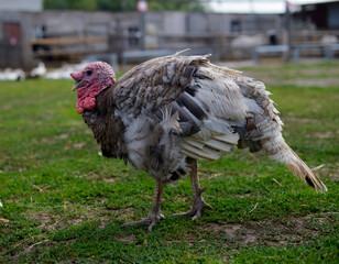 The turkey grazes on the green lawn