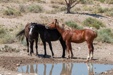 Obraz premium Wild Horses at a Waterhole in the Utah Desert