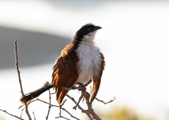 One Burchell's coucal warming up in the early morning sun