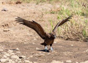 One juvenile bateleur on the ground with its wings spread