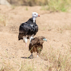 One juvenile bateleur and one white-headed vulture sitting on the ground