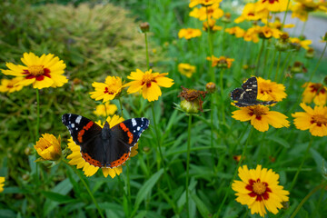 Motyle © DrzewkoBonsai