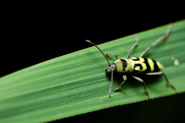 Black and yellow long horned black beetles (Cicindela aurulenta)