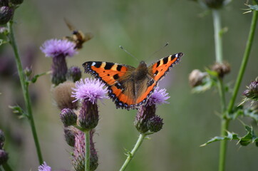 Schmetterling Kleiner Fuchs