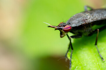 Naklejka premium The Sciomyzidae family belongs to typical flies. Macro shot.