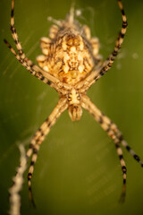 An undiscovered spider species. Macro shot, spider