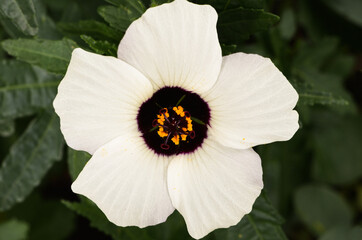 White flower in the garden. Macro