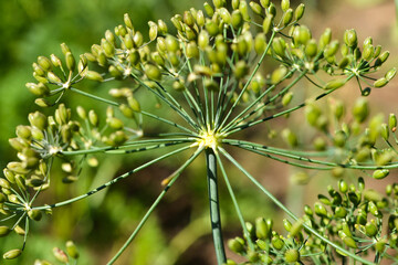 Inflorescence dill. Macro. Profile