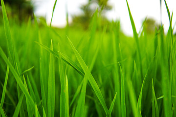 Fototapeta na wymiar Rice leaves in the rice field
