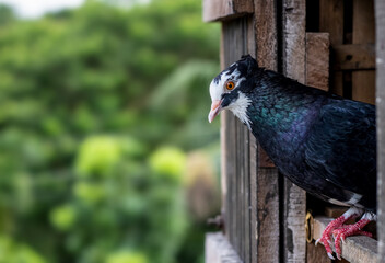 Black with white marks on face domestic pigeon standing on the door of the loft, close up pigeon face with blurry background