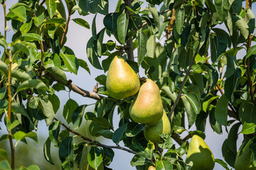 洋梨の木
