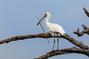 One African spoonbill with nest building material in its  beak