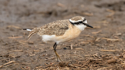 One kittlitz's plover walking on the ground