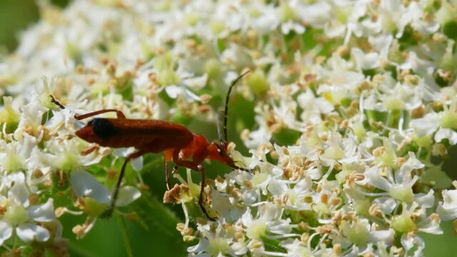 Soldier Beetle, Cantharis livida on white flowers