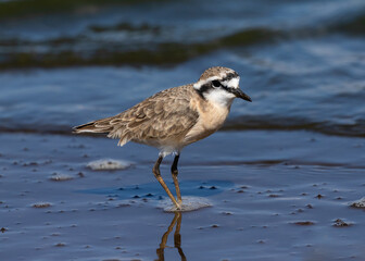 One kittlitz's plover feeding in shallow water