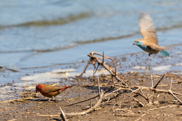 One red-billed firefinch on the ground and a blue waxbill flying in