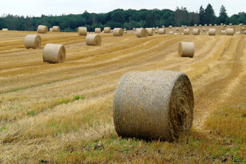 Landschaft bei der Strohernte mit vielen Strohballen - Stockfoto