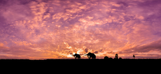 Fototapeta na wymiar Elephant Safari theme.Amazing sunset and sunrise.elephant are walking to home.with silhouette tourists.