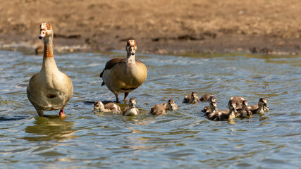 Family of Egyptian geese in the water © Louis