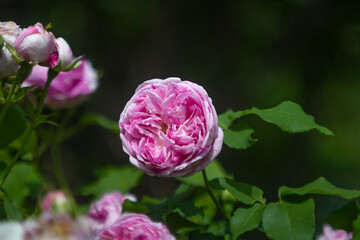 Macro shot of a rose blossom