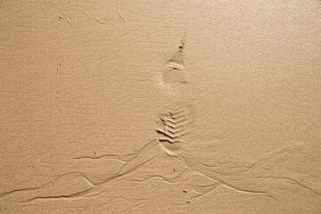 a footprint on the wet beach sand