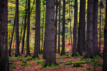 Naklejka premium Abendlicher Blick in den Herbstwald mit Bäumen auf denen Moos wächst