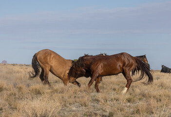 Wild Horse Stalliosn Fighting in the Utah Desert