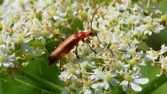 Soldier Beetle, Cantharis livida on white flowers