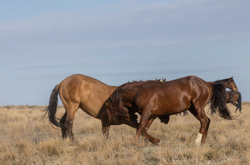 Wild Horse Stalliosn Fighting in the Utah Desert