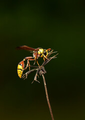 Hymenoptera it is classified as a bee-type insect because it has a stinger in the hornet's two pairs of thin-winged lobes.