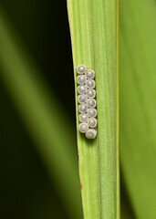 Macro shot of a small insect nest on the grass.