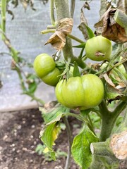 green tomatoes on the vine