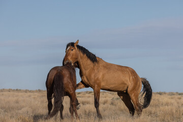 Wild Horse Stalliosn Fighting in the Utah Desert