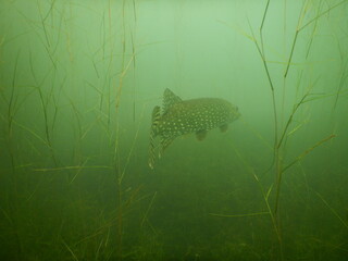 northern pike in the water of a post mining lake in Most