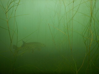 northern pike esox lucius lurking in aquatic vegetation in lake Most czech republic 