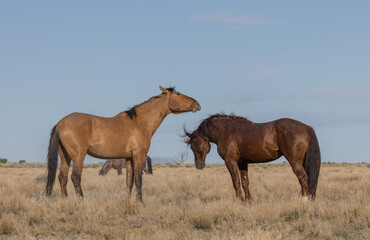 Wild Horse Stallions Fighting in the Utah Desert