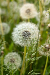 Fuzzy white dandelion seed heads with floaties in a meadow