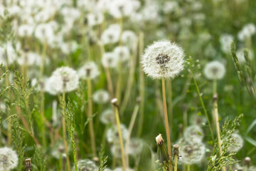Obraz na płótnie Canvas Fuzzy white dandelion seed heads with floaties in a meadow