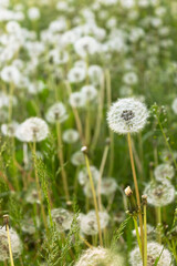 Fuzzy white dandelion seed heads with floaties in a meadow